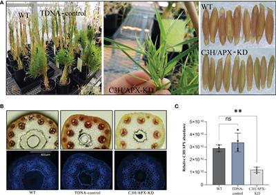 Multi-omic characterization of bifunctional peroxidase 4-coumarate 3-hydroxylase knockdown in Brachypodium distachyon provides insights into lignin modification-associated pleiotropic effects